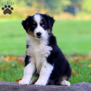 Amy, Australian Shepherd Puppy