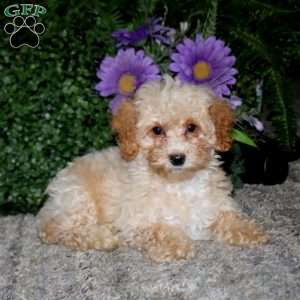 Amy, Bich-Poo Puppy