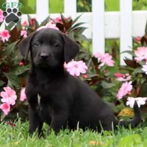 Amy, Black Labrador Retriever Puppy