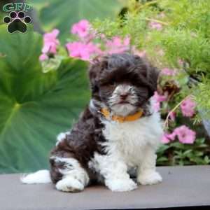 Amy, Havanese Puppy