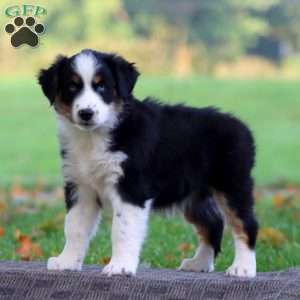 Amy, Australian Shepherd Puppy