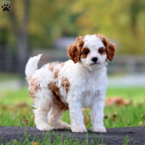 Andres, Cavapoo Puppy