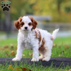 Andres, Cavapoo Puppy