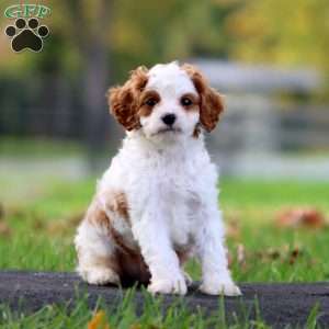 Andres, Cavapoo Puppy