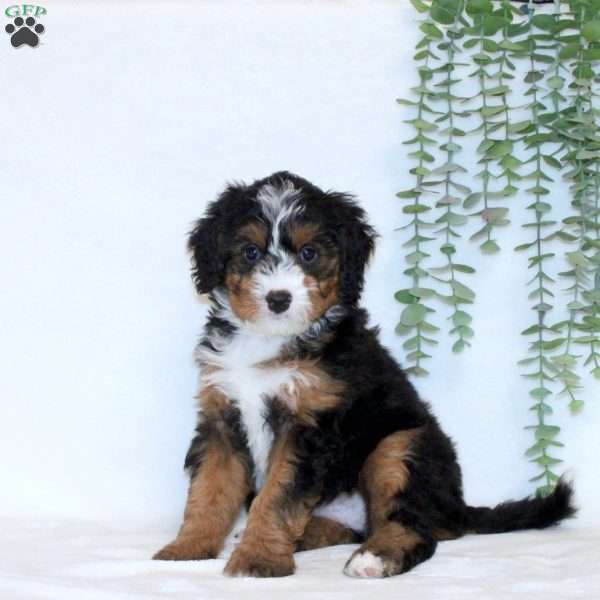 Andy, Mini Bernedoodle Puppy