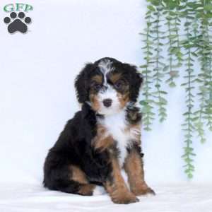 Andy, Mini Bernedoodle Puppy