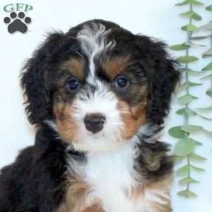 Andy, Mini Bernedoodle Puppy