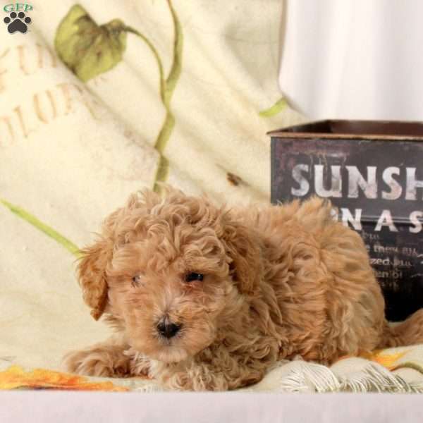 Andy, Maltipoo Puppy