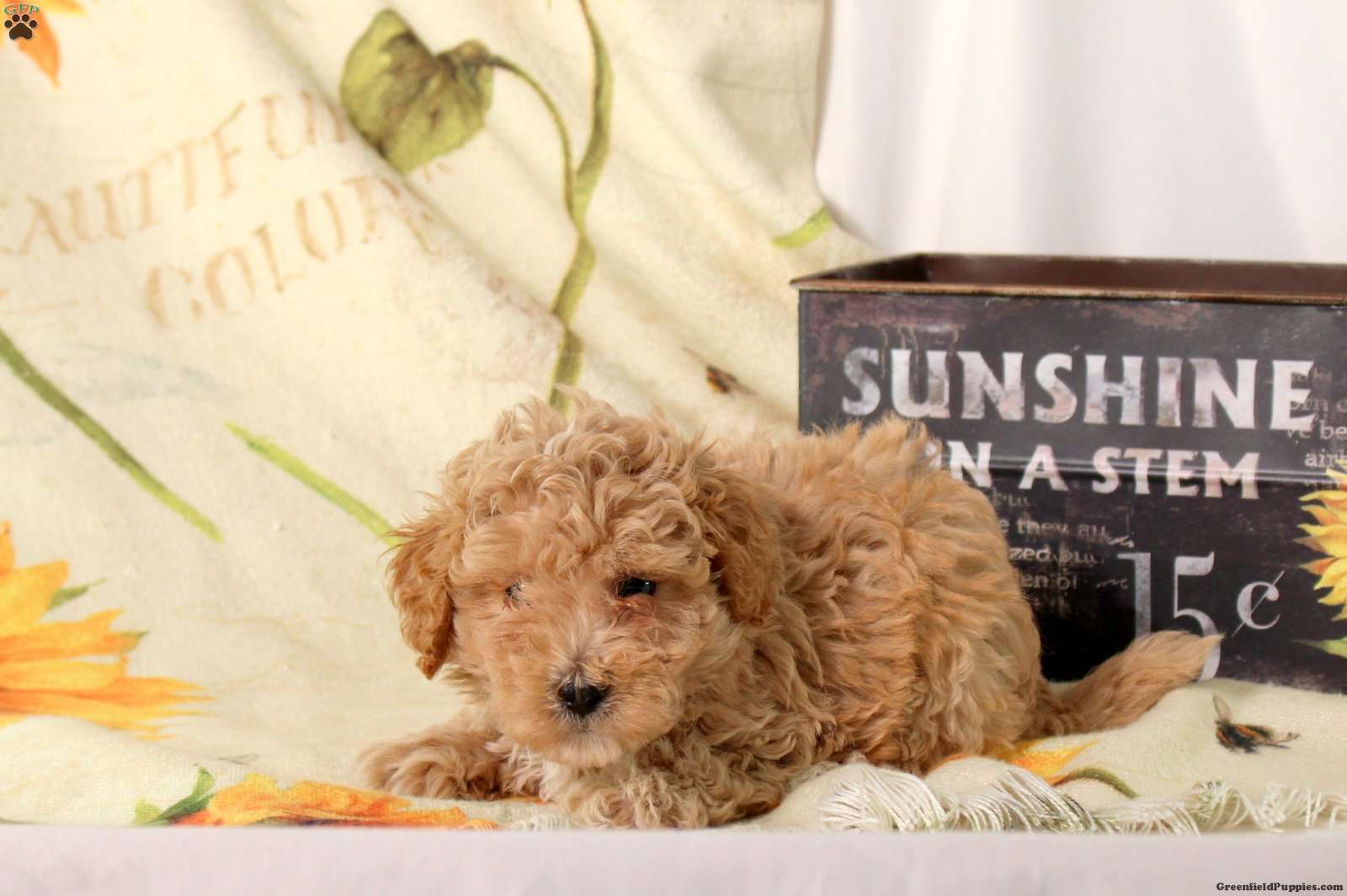 Andy (Maltipoo, Male) in Ephrata, PA