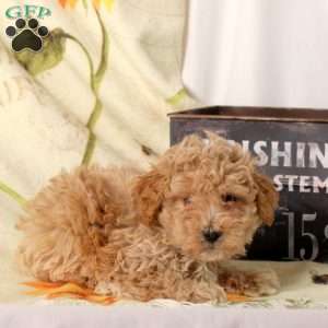 Andy, Maltipoo Puppy