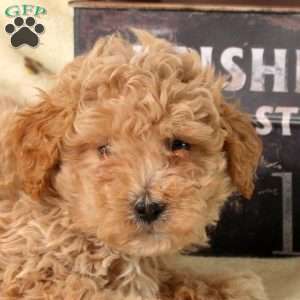Andy, Maltipoo Puppy