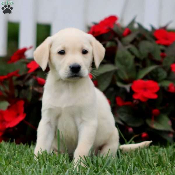 Andy, Yellow Labrador Retriever Puppy