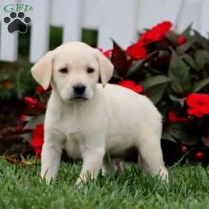 Andy, Yellow Labrador Retriever Puppy