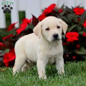 Andy, Yellow Labrador Retriever Puppy
