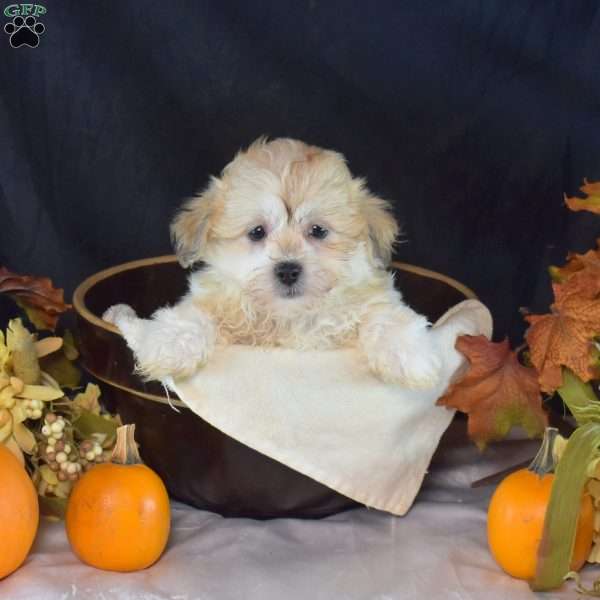 Angel, Teddy Bear Puppy