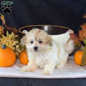 Angel, Teddy Bear Puppy