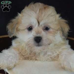 Angel, Teddy Bear Puppy