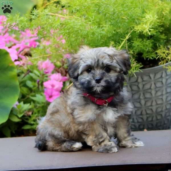 Angie, Havanese Puppy