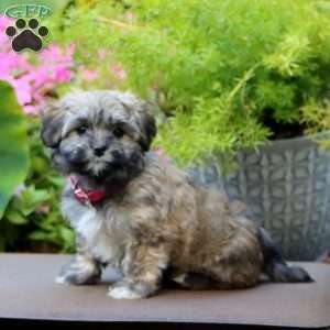 Angie, Havanese Puppy