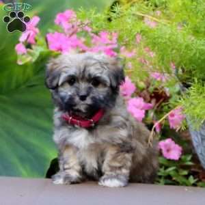 Angie, Havanese Puppy
