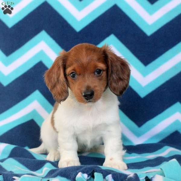 Anna, Dachshund Puppy