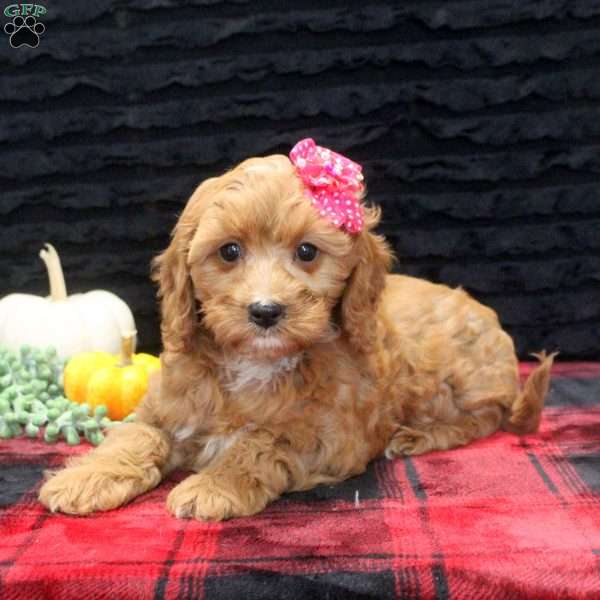 Anna, Cavapoo Puppy