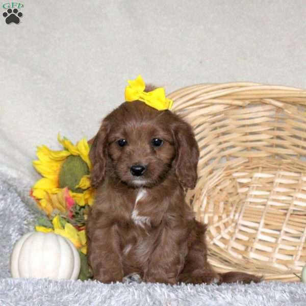 Anna, Cavapoo Puppy