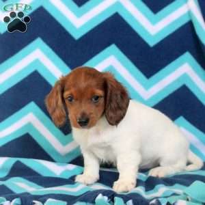 Anna, Dachshund Puppy