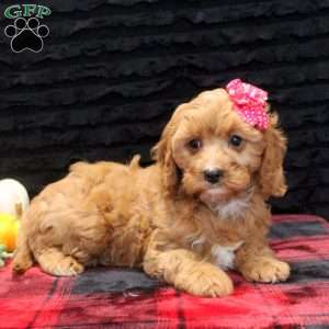 Anna, Cavapoo Puppy