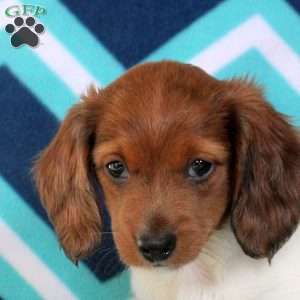 Anna, Dachshund Puppy