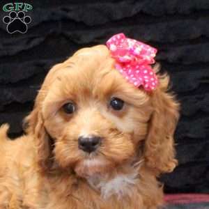 Anna, Cavapoo Puppy