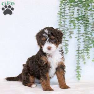 Annabell, Mini Bernedoodle Puppy