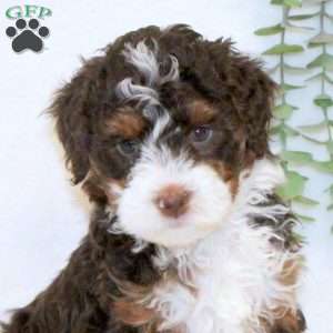 Annabell, Mini Bernedoodle Puppy