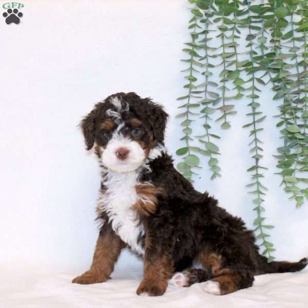 Annabell, Mini Bernedoodle Puppy