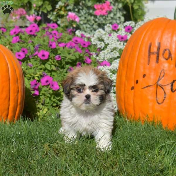Annie, Shih Tzu Puppy