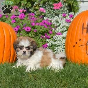 Annie, Shih Tzu Puppy