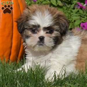 Annie, Shih Tzu Puppy