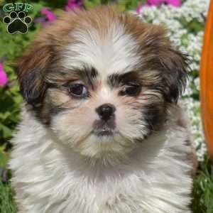 Annie, Shih Tzu Puppy
