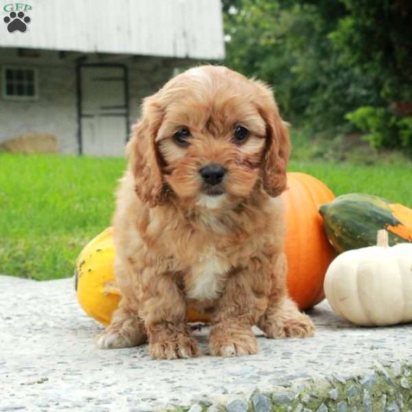 Ansel, Cavapoo Puppy