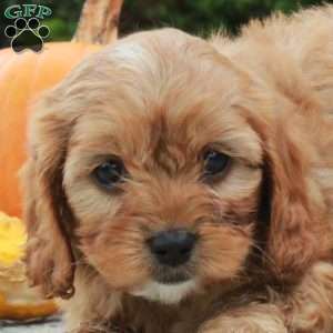 Ansel, Cavapoo Puppy