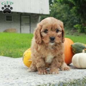 Ansel, Cavapoo Puppy