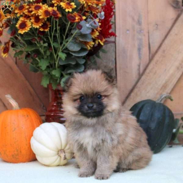 Anthony, Pomeranian Puppy