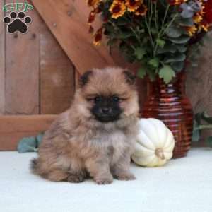 Anthony, Pomeranian Puppy