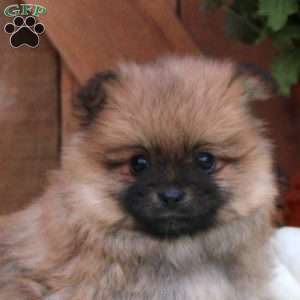 Anthony, Pomeranian Puppy