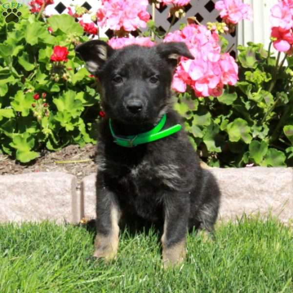 April, German Shepherd Puppy
