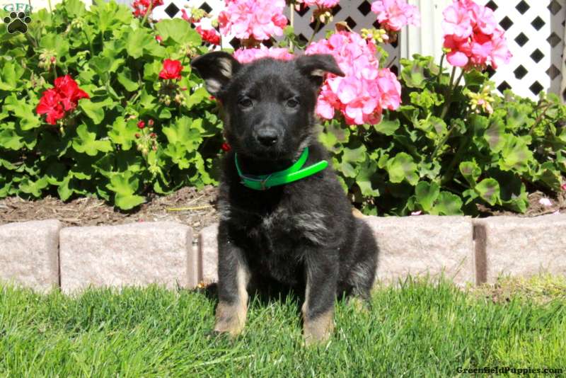 April (German Shepherd, Female) in Paradise, PA