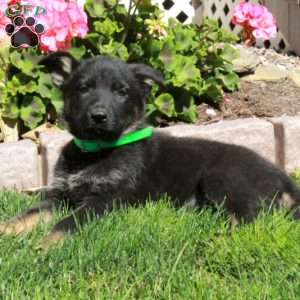 April, German Shepherd Puppy