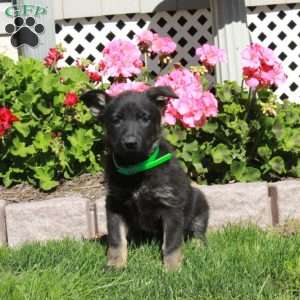 April, German Shepherd Puppy