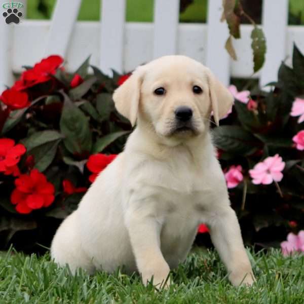 April, Yellow Labrador Retriever Puppy