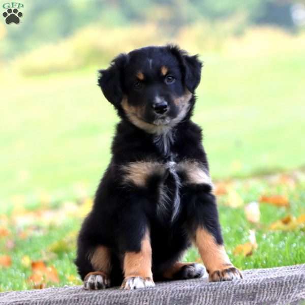 April, Australian Shepherd Puppy